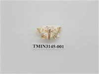 藏品(螟蛾292)的圖片